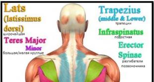 Диагностика и лечение позвоночника Где расположена длиннейшая мышца спины