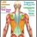Диагностика и лечение позвоночника Где расположена длиннейшая мышца спины