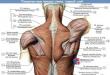 Анатомия и строение мышц спины
